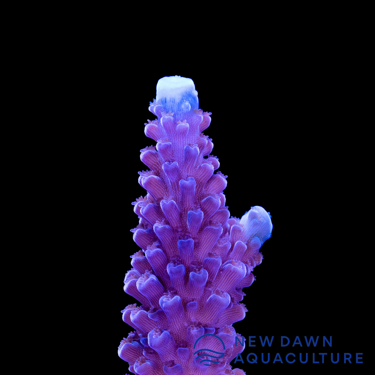 Aquacultured Marshall Island Purple & Green Acro Coral (Acropora