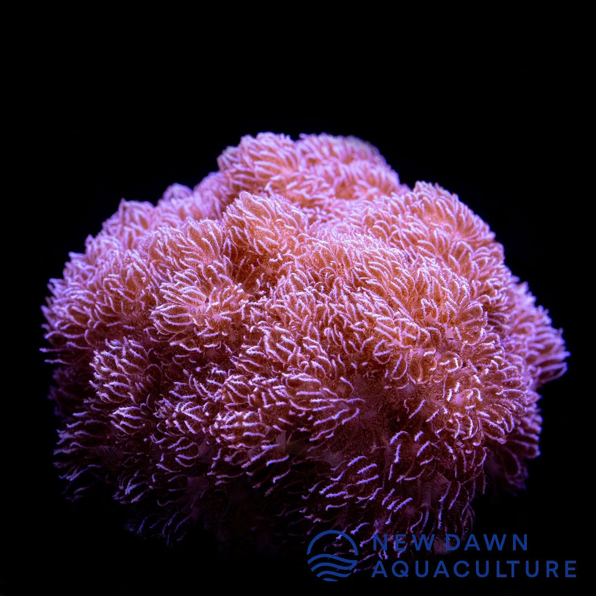 Purple Asterospicularia