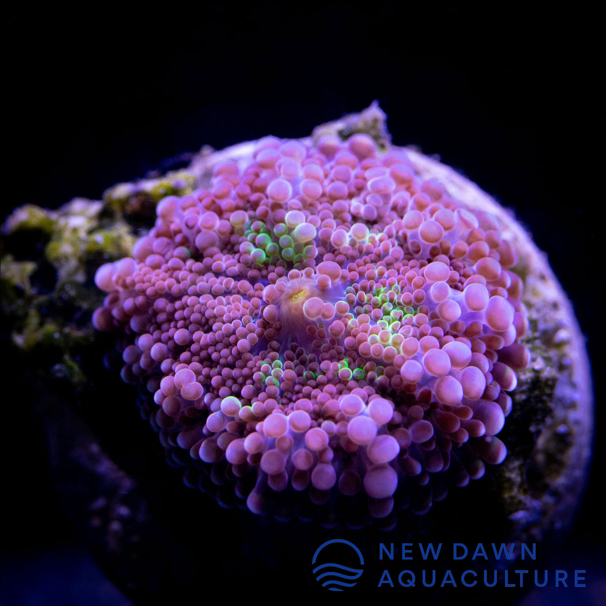 Purple Ricordea Yuma