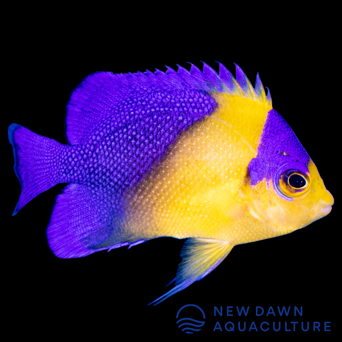 Purple Masked Angelfish New Dawn Aquaculture