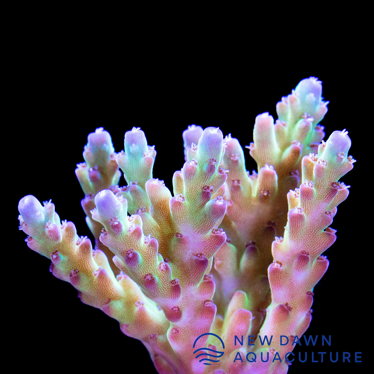 Rainbow Twigs Acropora
