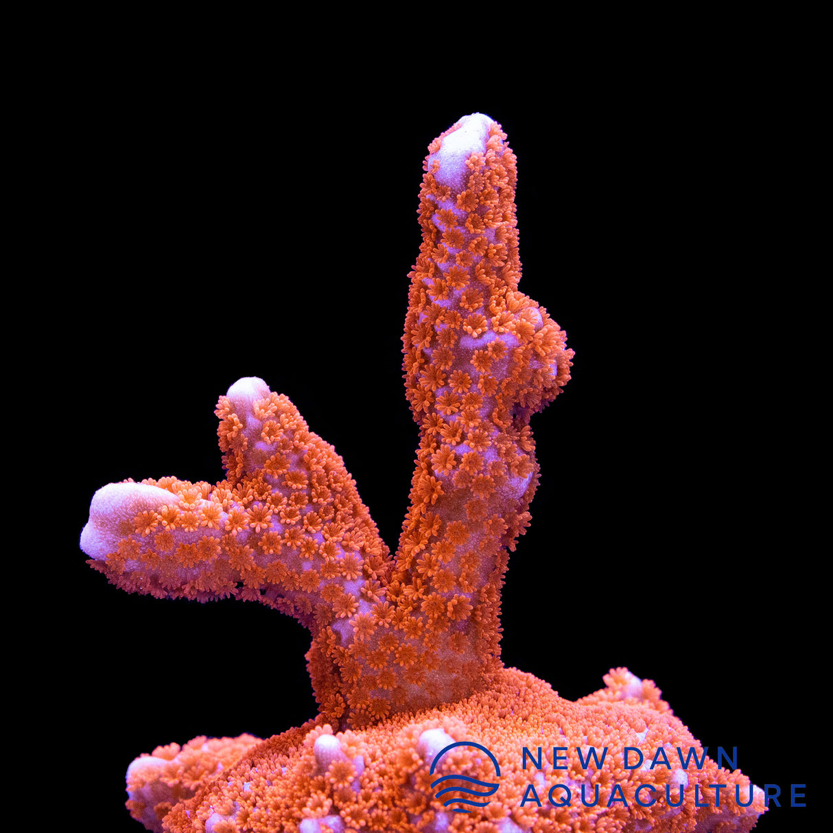 Red Montipora Digitata