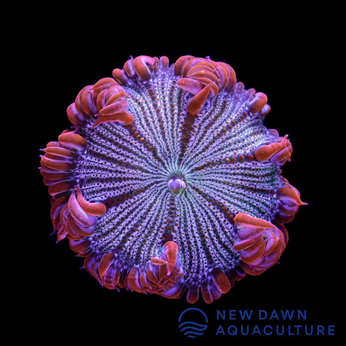 Red Pinstripe Rock Flower Anemone