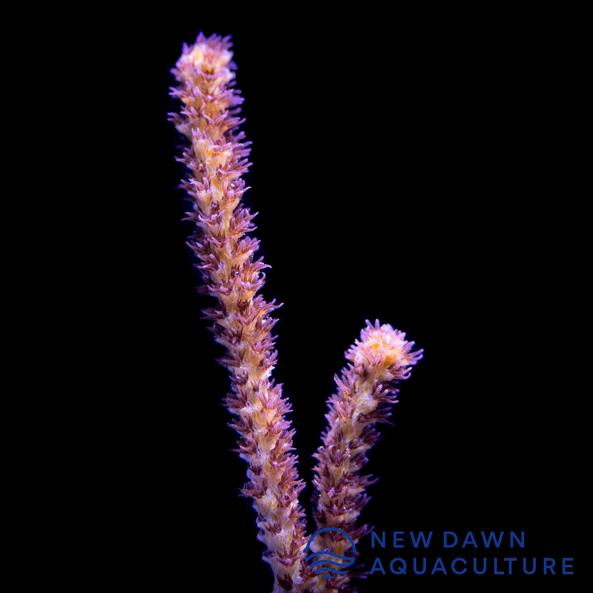 Rusty Gorgonian