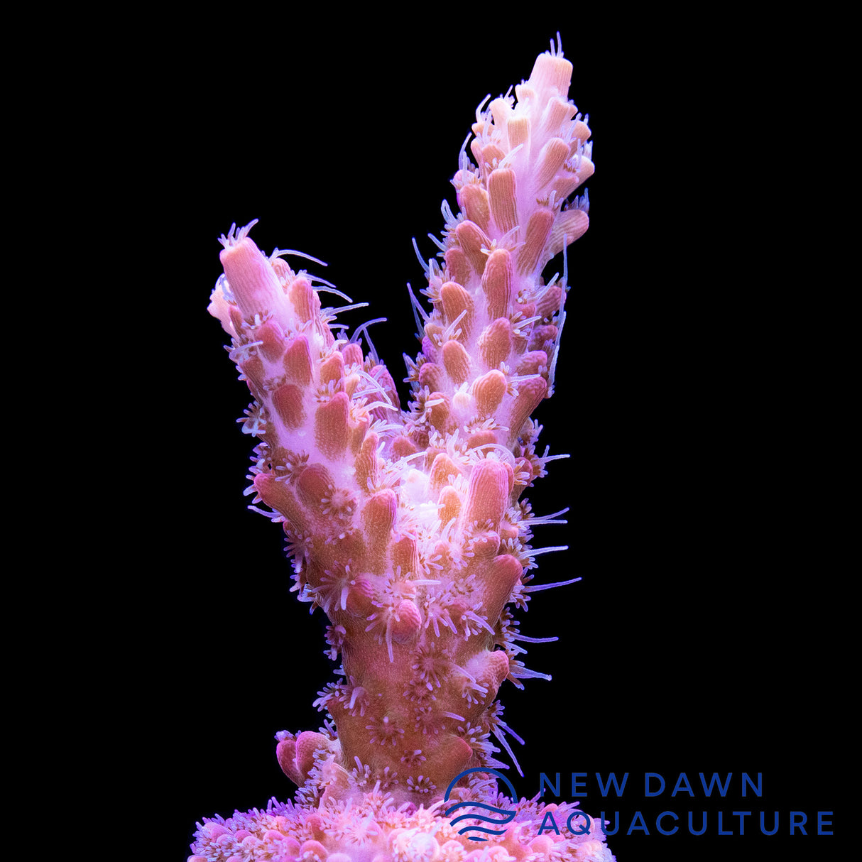 Starburst Acropora