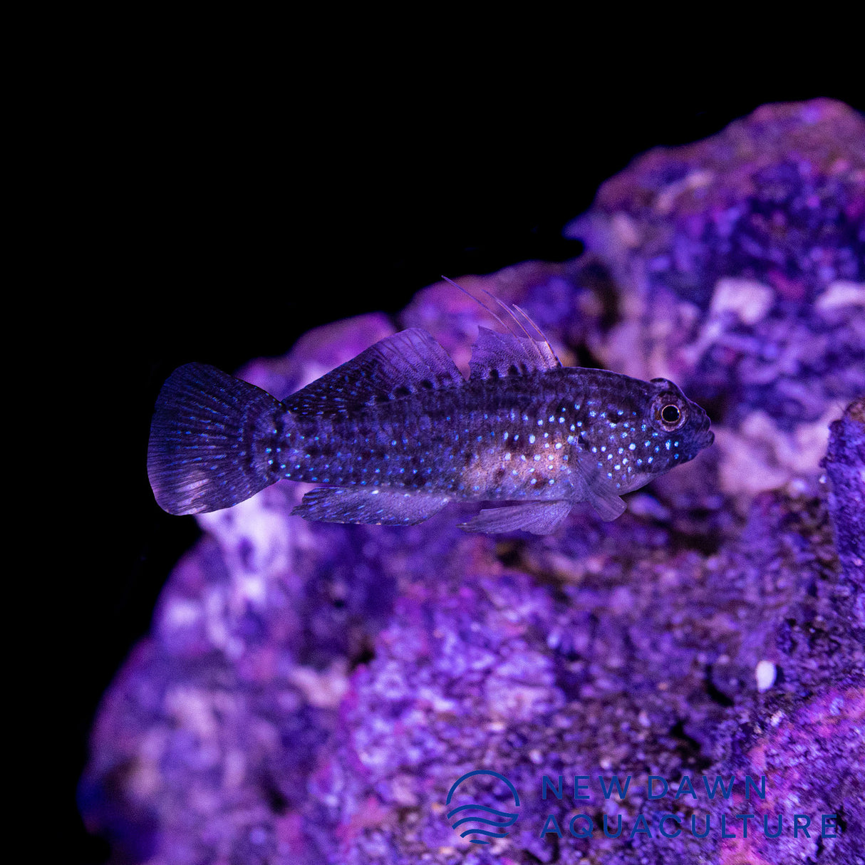 Starry Goby