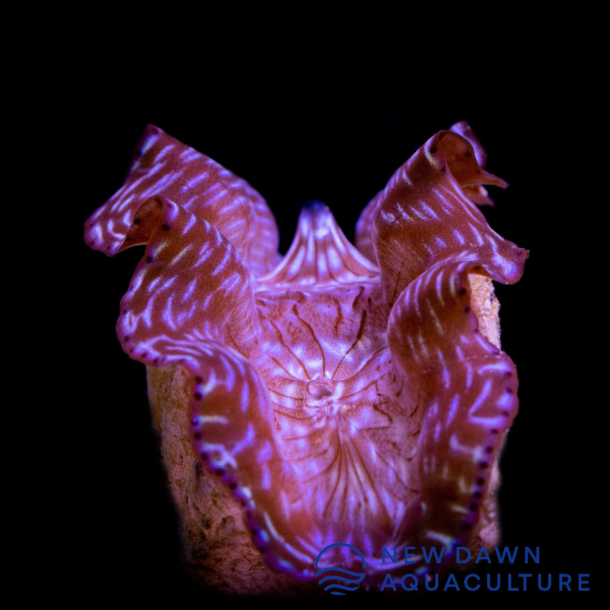 Thin Bar Derasa Clam