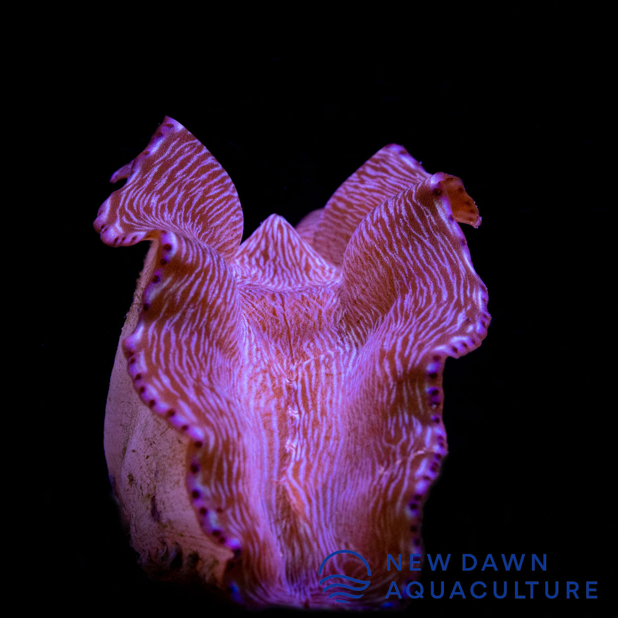 Tiger Striped Derasa Clam