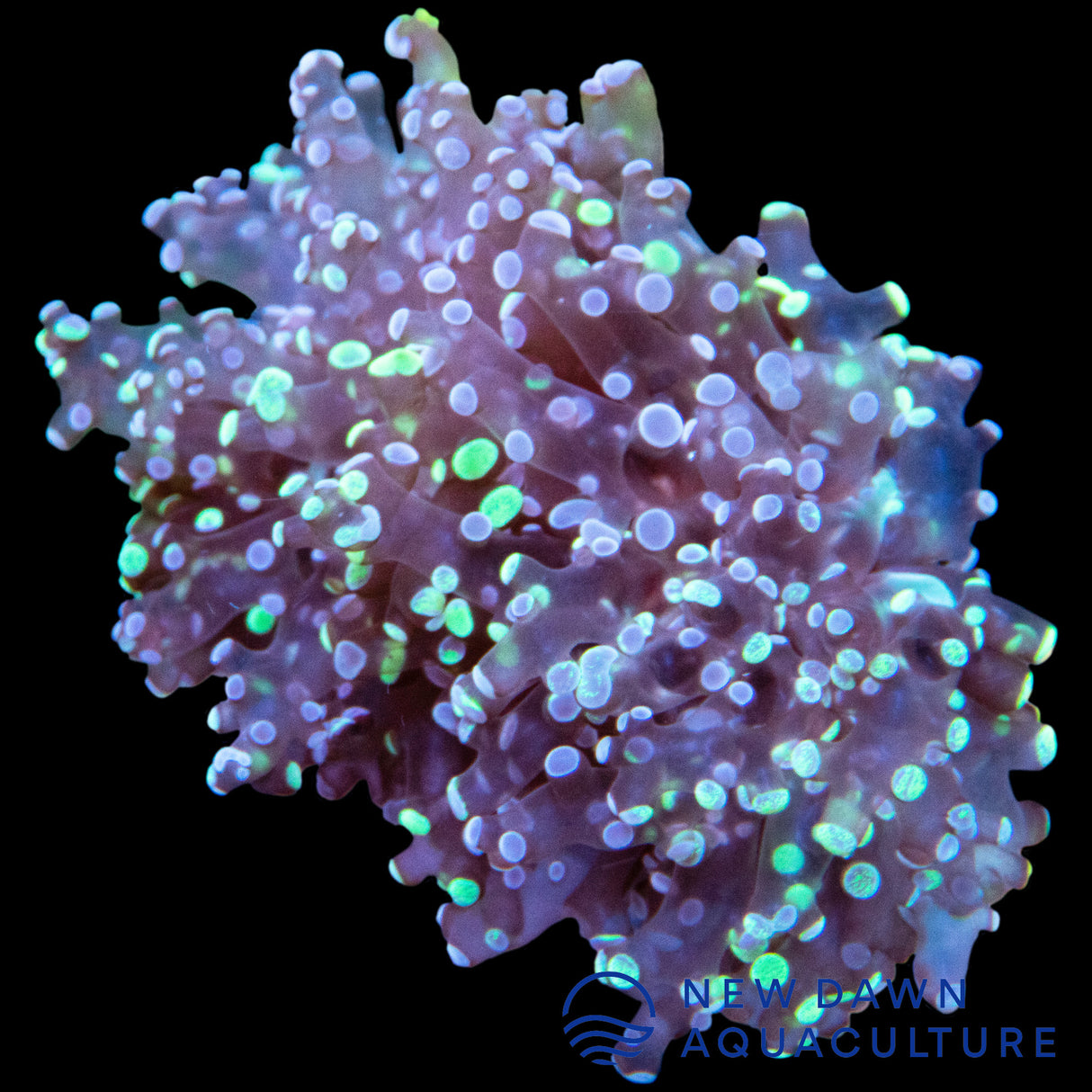 Toxic Branching Frogspawn