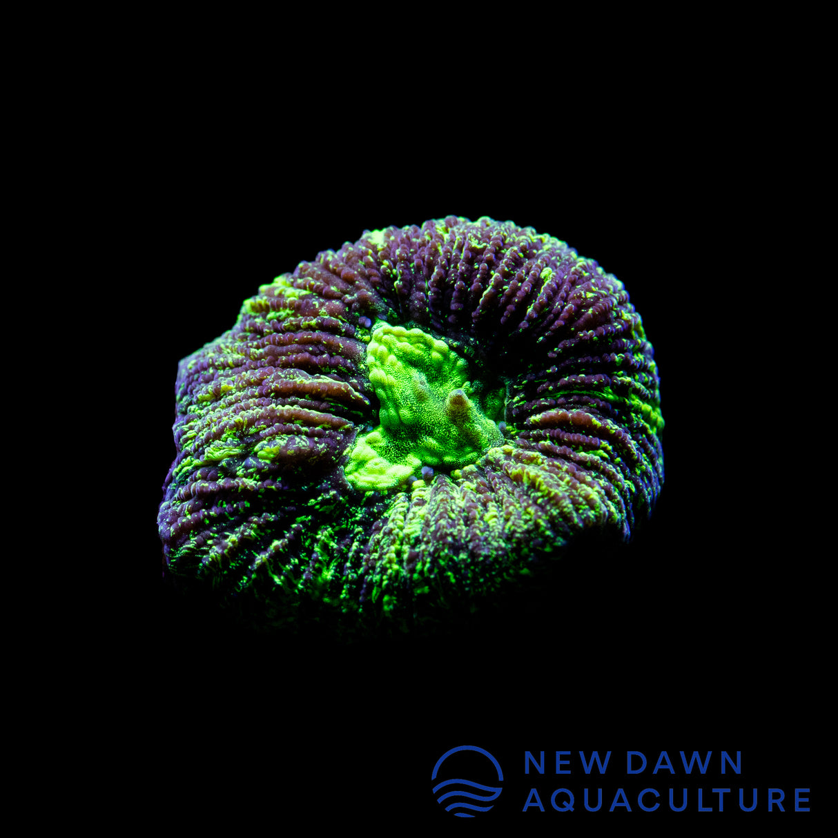 Toxic Splatter Coelastrea