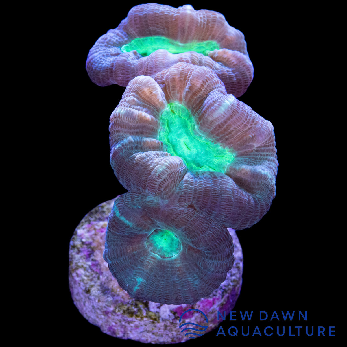 Two Tone Green Candy Cane New Dawn Aquaculture