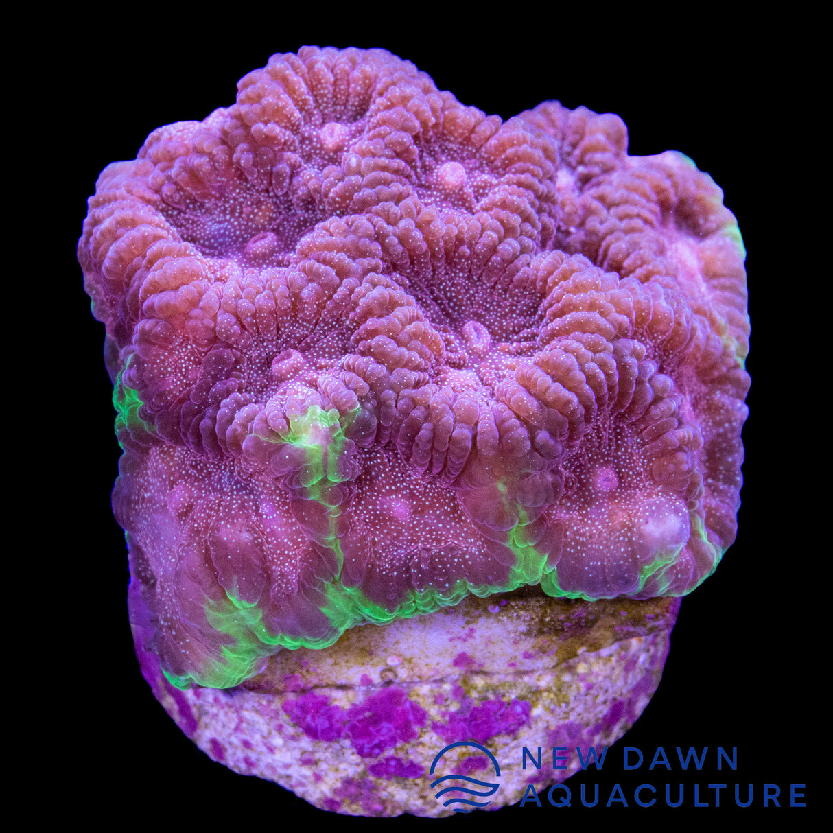 Watermelon Dipsastraea