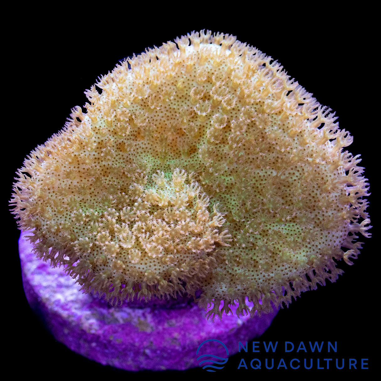 Yellow Fiji Toadstool