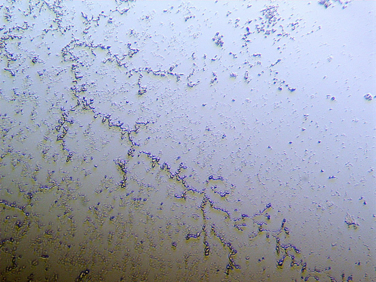 Microscope view of a cultured bacterial sample showing chains of rod-shaped cells.
