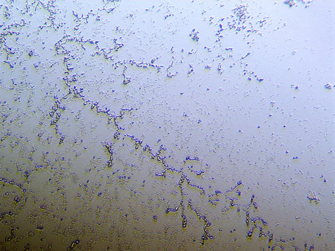 Microscope view of a cultured bacterial sample showing chains of rod-shaped cells.