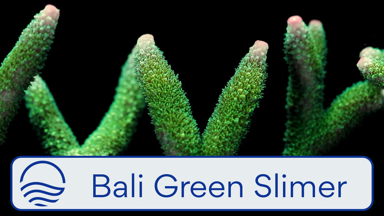 Bali Green Slimer Video