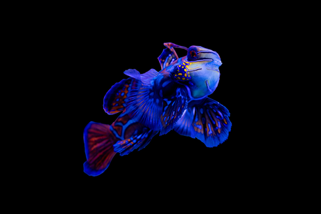 The Mesmerizing Blue Mandarin: A Jewel of the Ocean