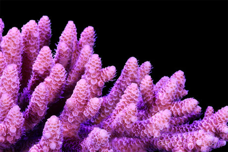 Calcium and Magnesium in a Reef Aquarium: One System, Two Numbers