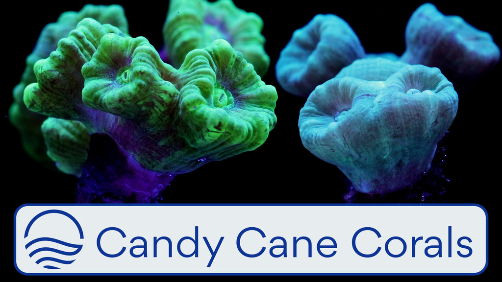 Candy Cane Corals Video
