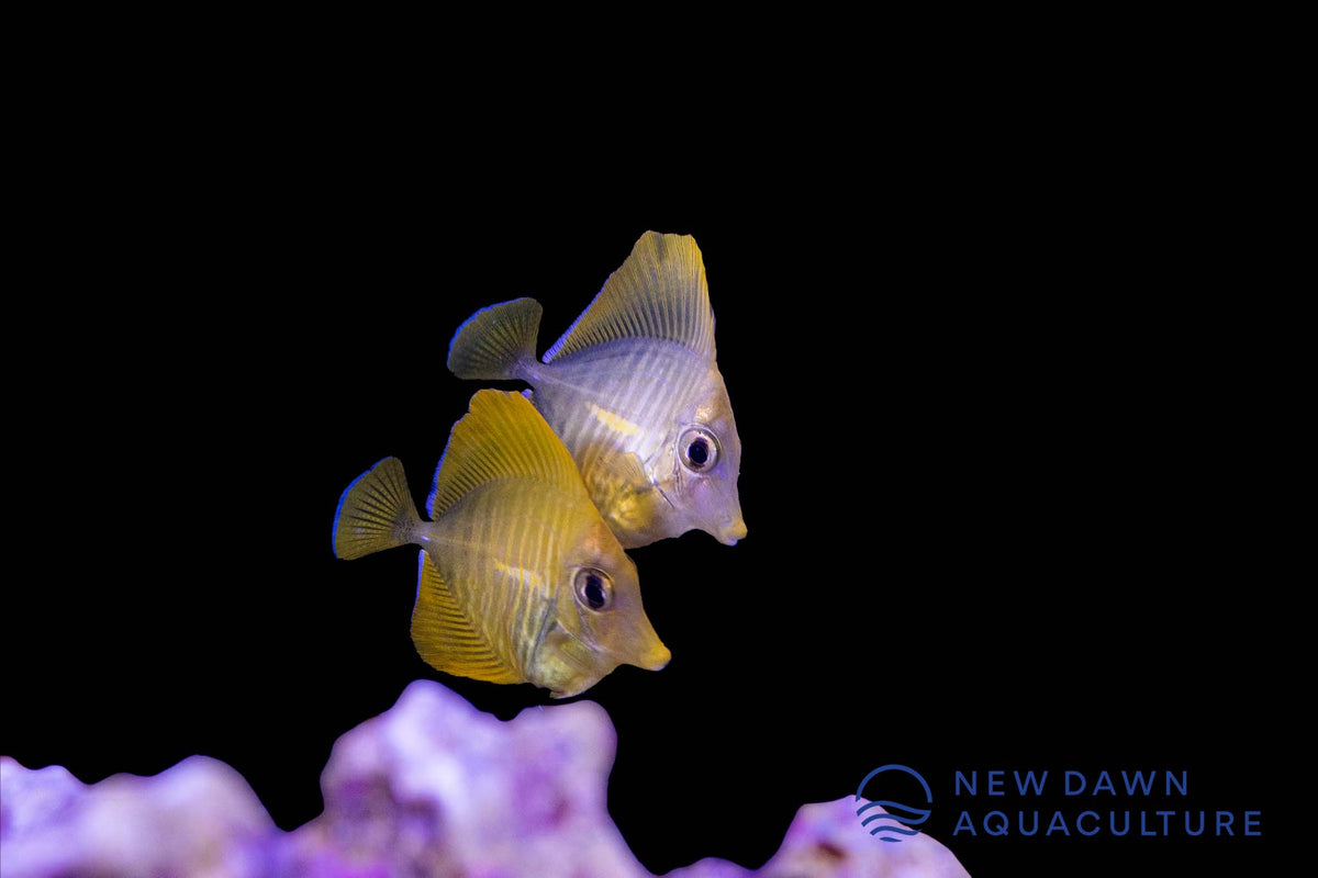 Captive-Bred Yellow Tangs | New Dawn Aquaculture