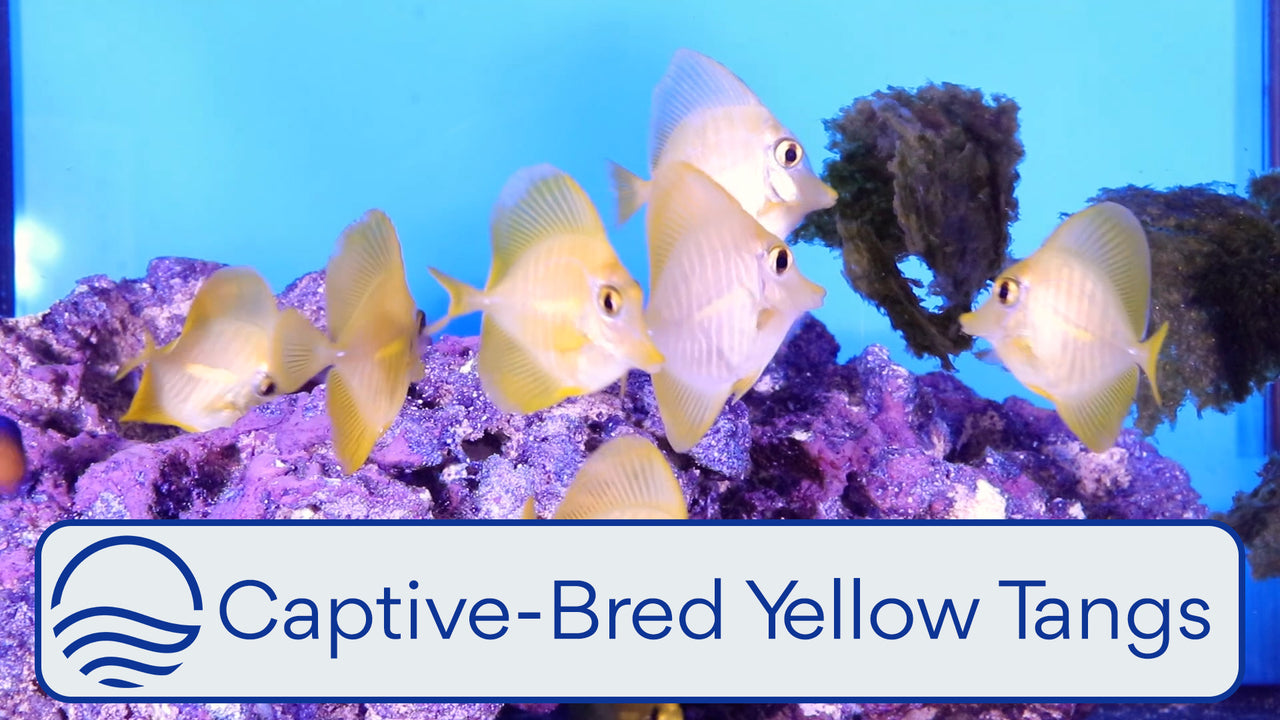 Captive-Bred Yellow Tang Video