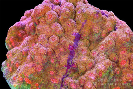 Carbon Dosing in Reef Aquariums: Feeding the Bacteria That Feed Your Reef
