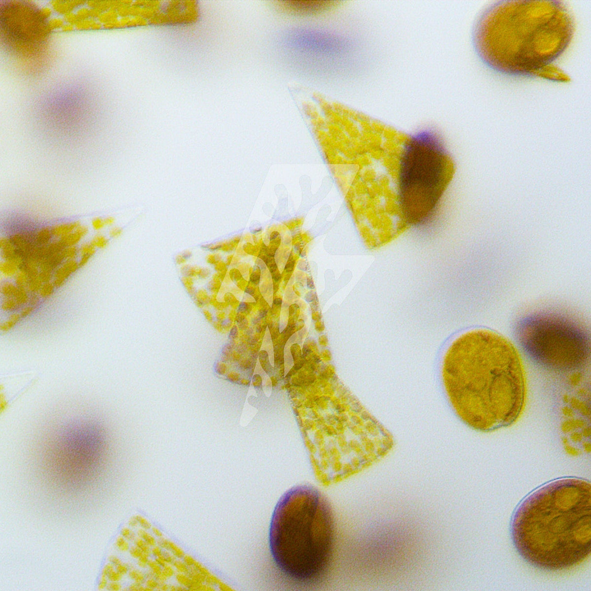 Silicate¹⁴+: Feeding Sponges and Restoring Balance in Reef Aquariums ...