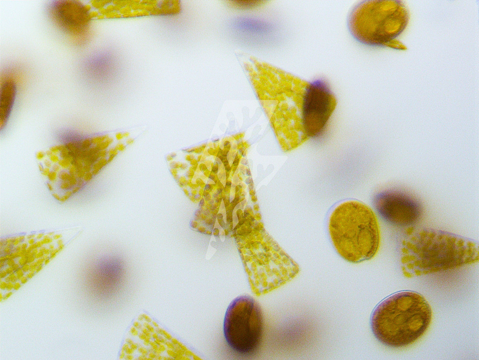 Silicate¹⁴+: Feeding Sponges and Restoring Balance in Reef Aquariums