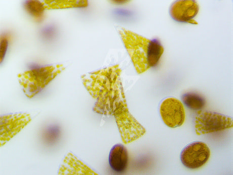 Silicate¹⁴+: Feeding Sponges and Restoring Balance in Reef Aquariums