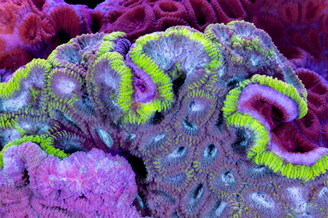 Phosphorize – Fueling Photosynthesis and Coral Growth