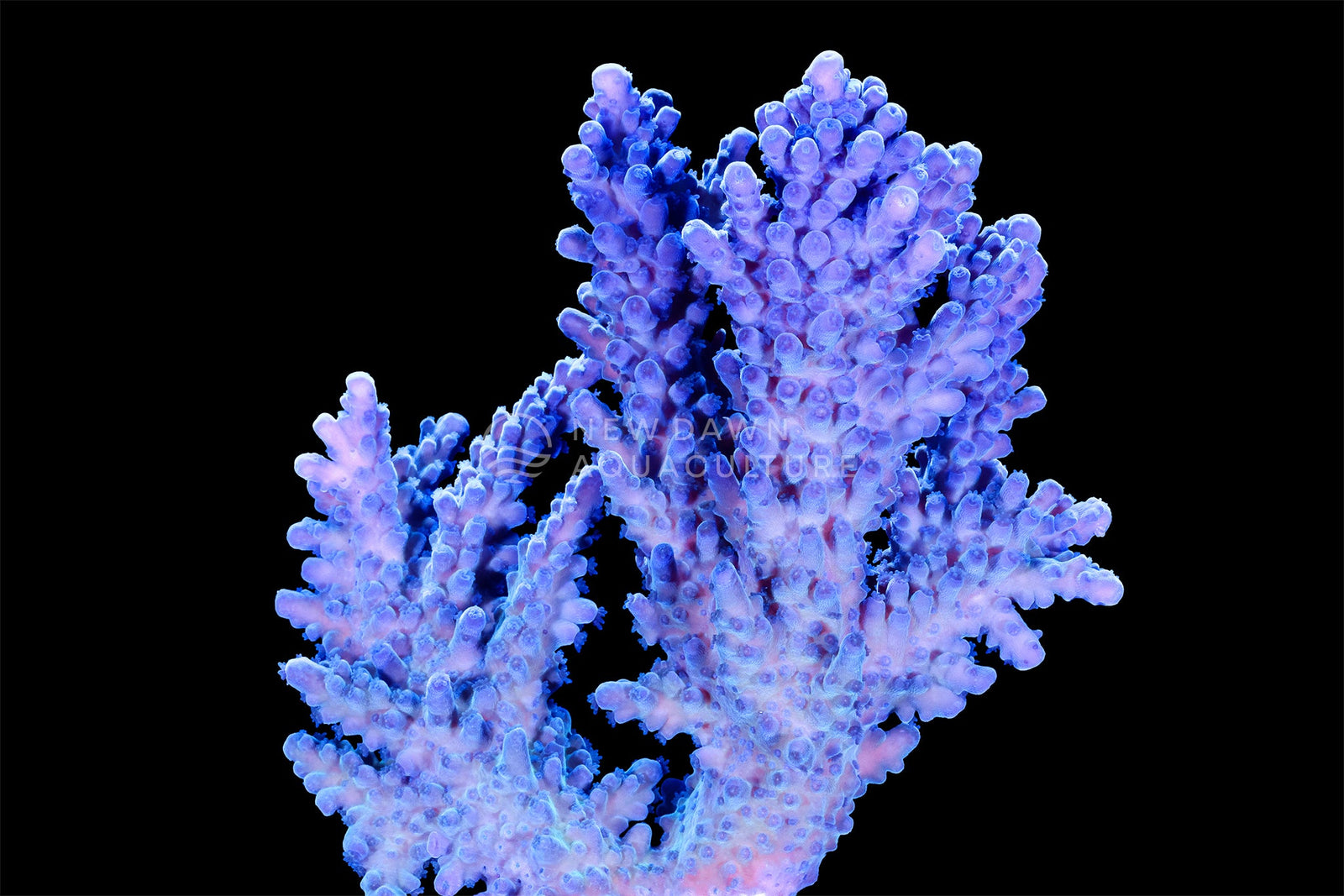 Fluoride⁹+: Supporting Acropora Strength and Blue Colouration