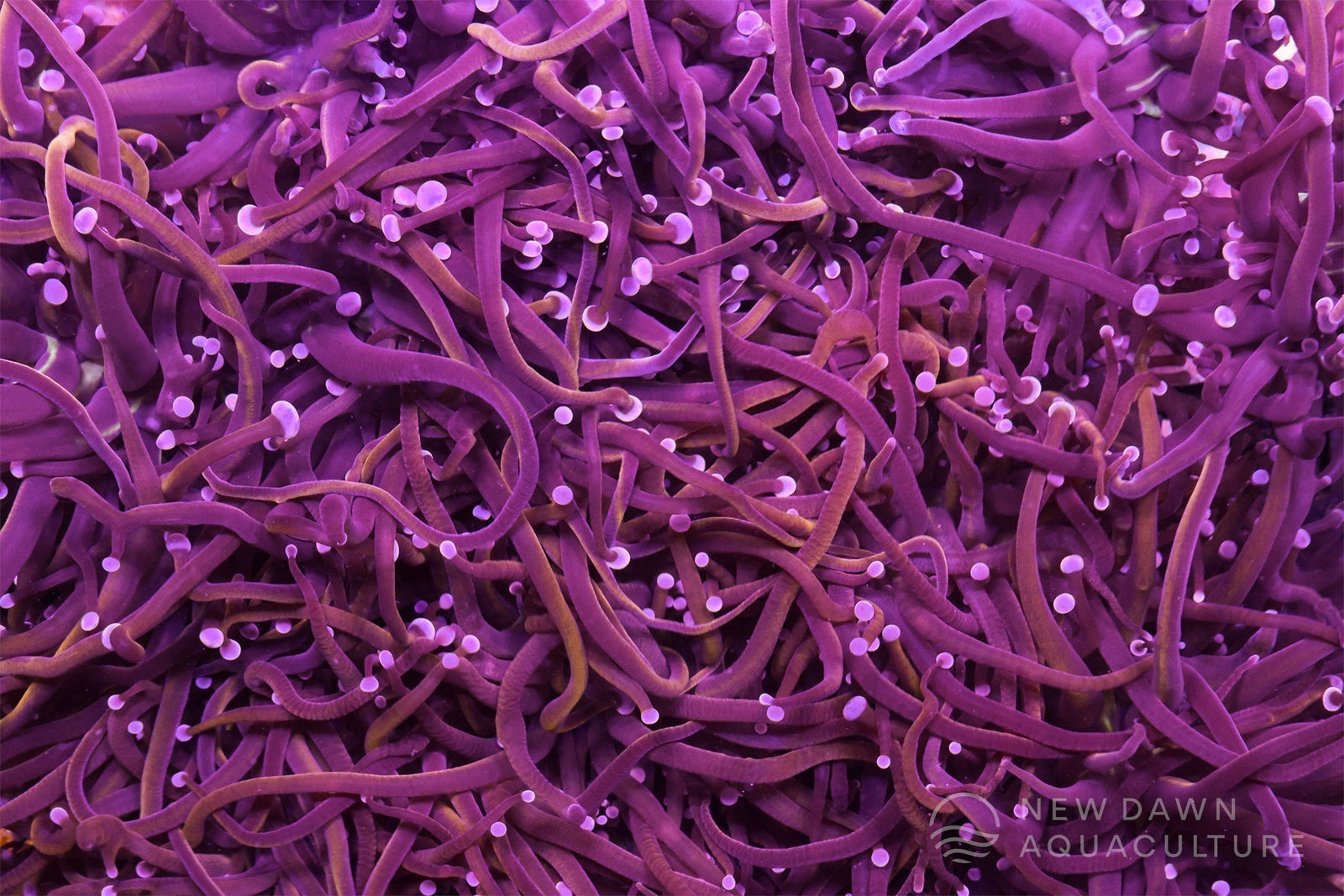 How We Cycle a Reef Tank at New Dawn Aquaculture