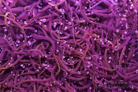 How We Cycle a Reef Tank at New Dawn Aquaculture
