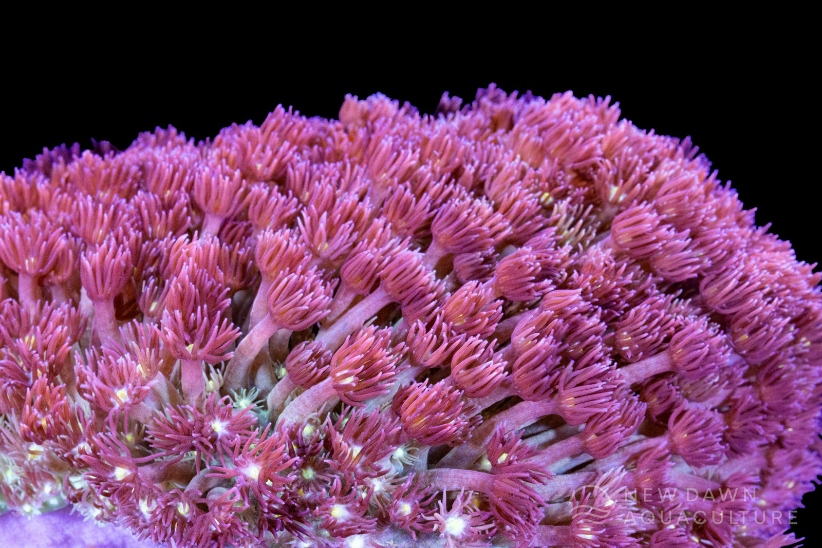 Manganese²⁵+: Essential Trace Support for Goniopora Health and Photosynthesis