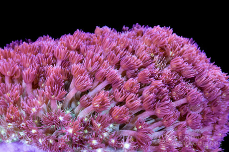 Manganese²⁵+: Essential Trace Support for Goniopora Health and Photosynthesis