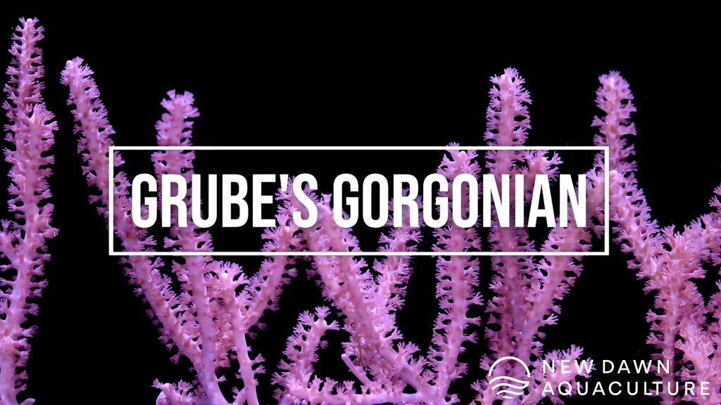 Grube's Gorgonian