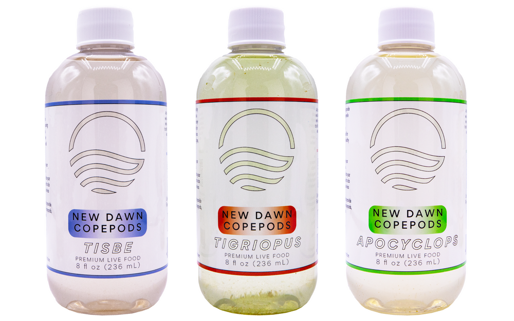 Copepods | The Strains We Farm – New Dawn Aquaculture