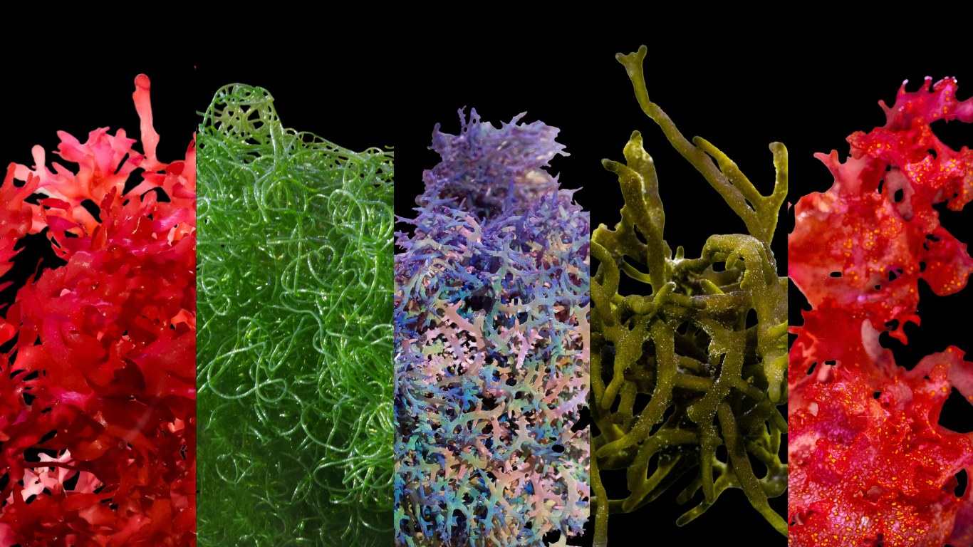 Macro Boost: The Complete Mineral Foundation for Macroalgae Growth