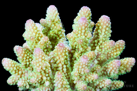Meet Ammplify: Your Coral’s Direct Line to Reef-Ready Nitrogen