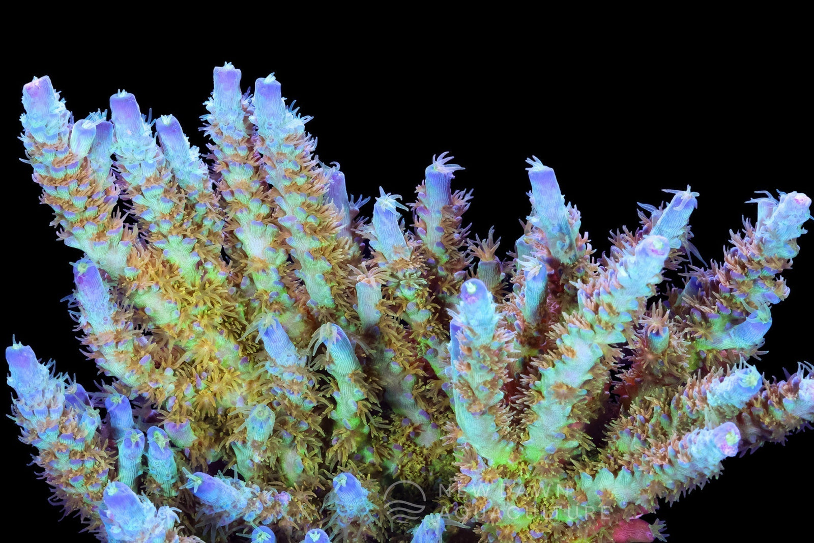 What is Hydroshock? Reef Charge’s 3-Part Dosing System Explained