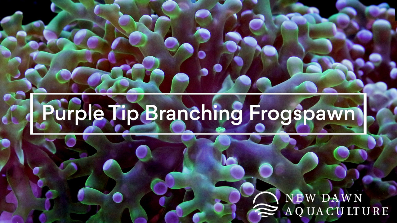 Purple Tip Branching Frogspawn