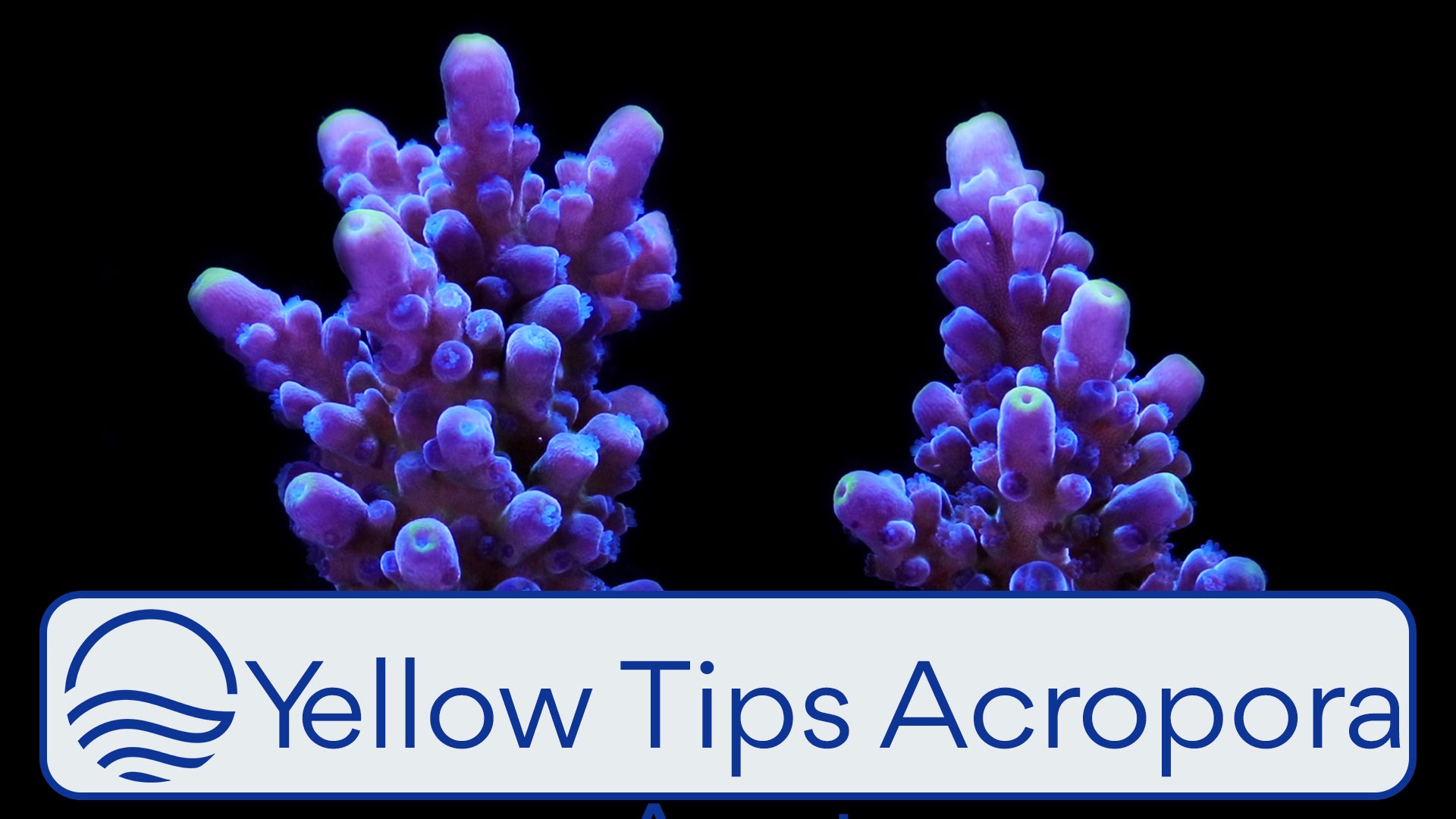 Acropora Coral Care Tips 