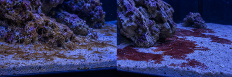 AI-generated illustrations of dinoflagellates on the left and cyano on the right in reef aquariums under blue lighting.
