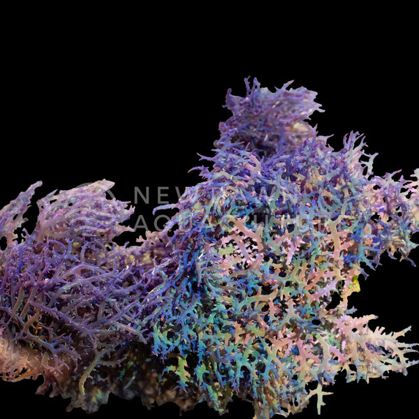 Macroalgae