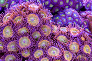 Zoas & Mushrooms