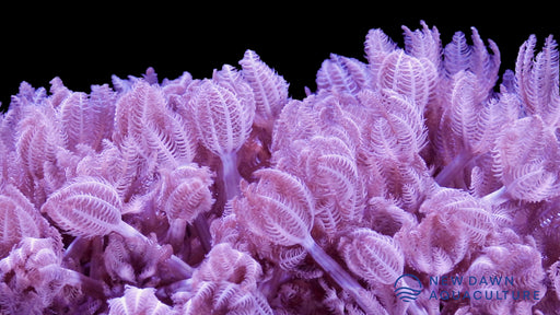 Soft Corals