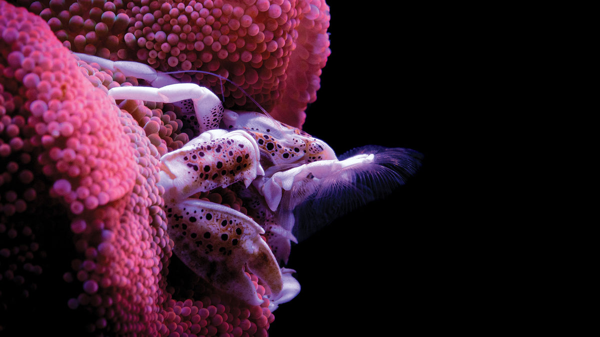 Inverts | New Dawn Aquaculture