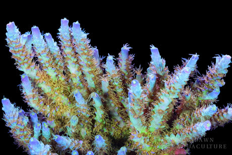 SPS Corals