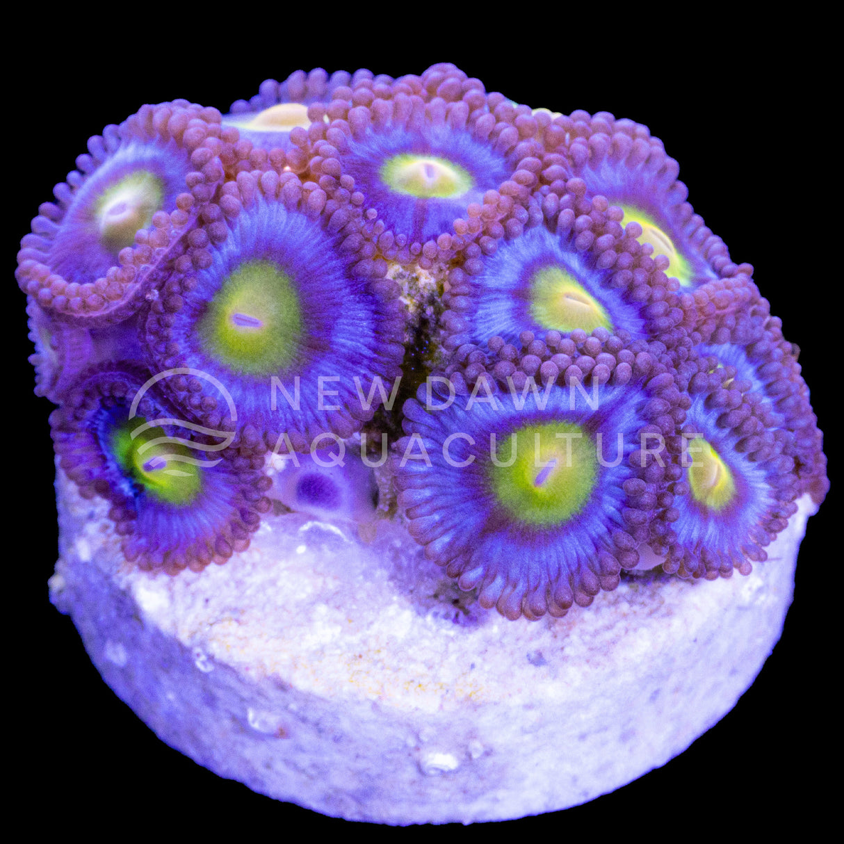 AOI Zoanthids