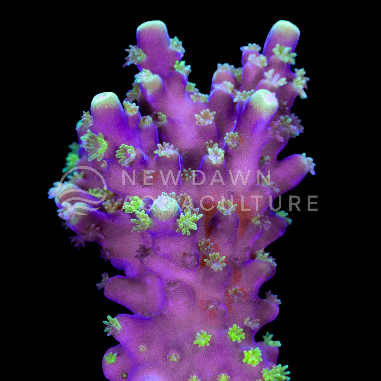 Purple Acropora Nana